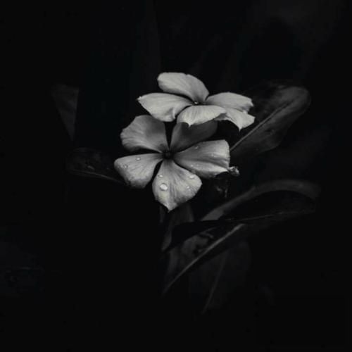 مورات بوز التماس