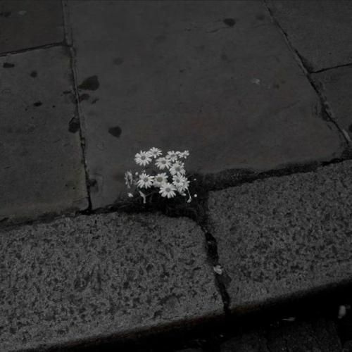  میشم سایکو توی نایتو میکنم های چون