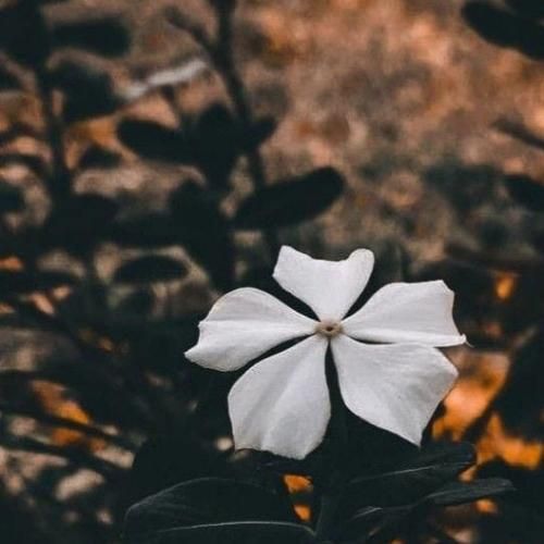 چرا رفتی از پهلوم تو سر تو بود که دلم از سنگ شده