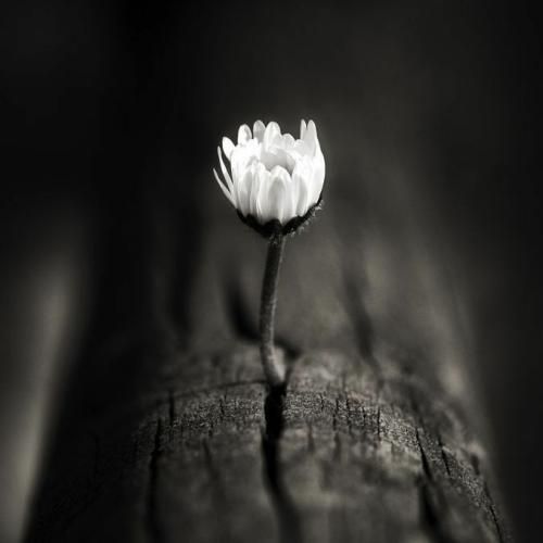 یه نواخت شده واسم همچی کی فکر میکرد واسم بده شی