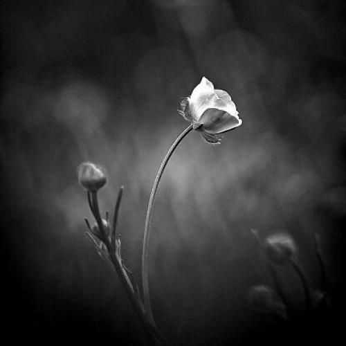 ما که سر در نیاوردیم از کارت هنوزم هلاکتم