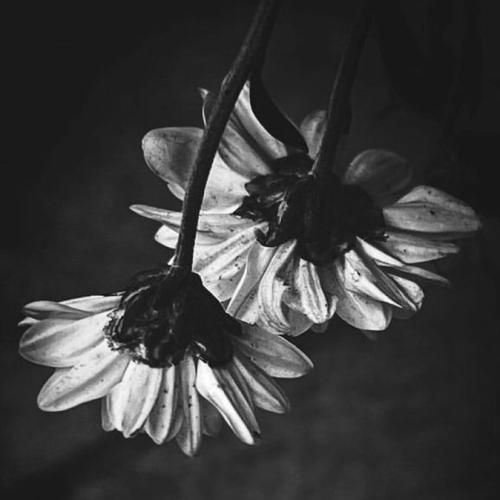 هنوزم تورو دوست دارمت هنوزم بوی تو رو تنه