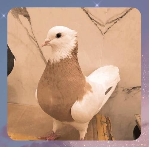 دانلود آهنگ کاش کبوتر میبودم به دورت پر میزدم دانلود آهنگ کاش کبوتر میبودم به دورت پر میزدم