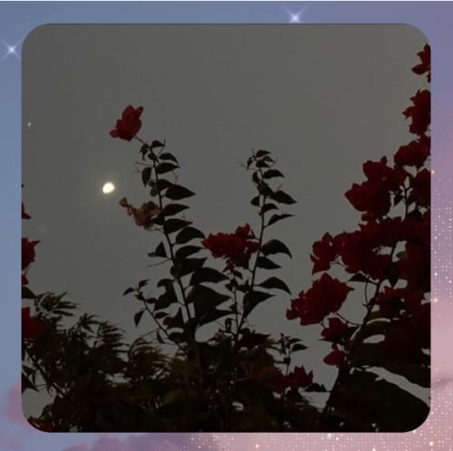 ﮔﻠﺎی ﻳﺎس ﺗﻮ ﺑﺎﻏﭽﻪ ﻏﺮوﺑﺎ